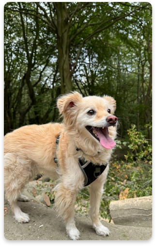 Happy Taco