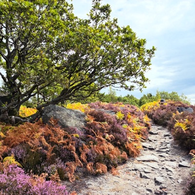 Wharncliffe Crags - Sheffield Forest Loop