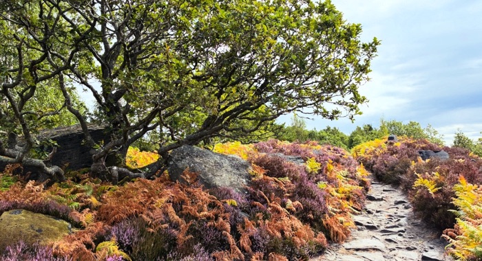 Tree at the Crag