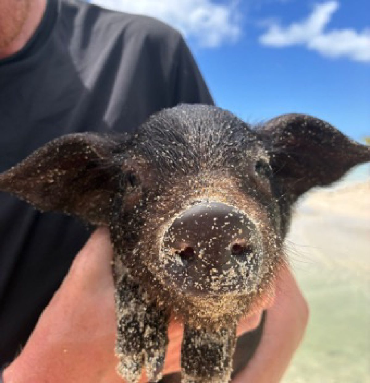 mypig