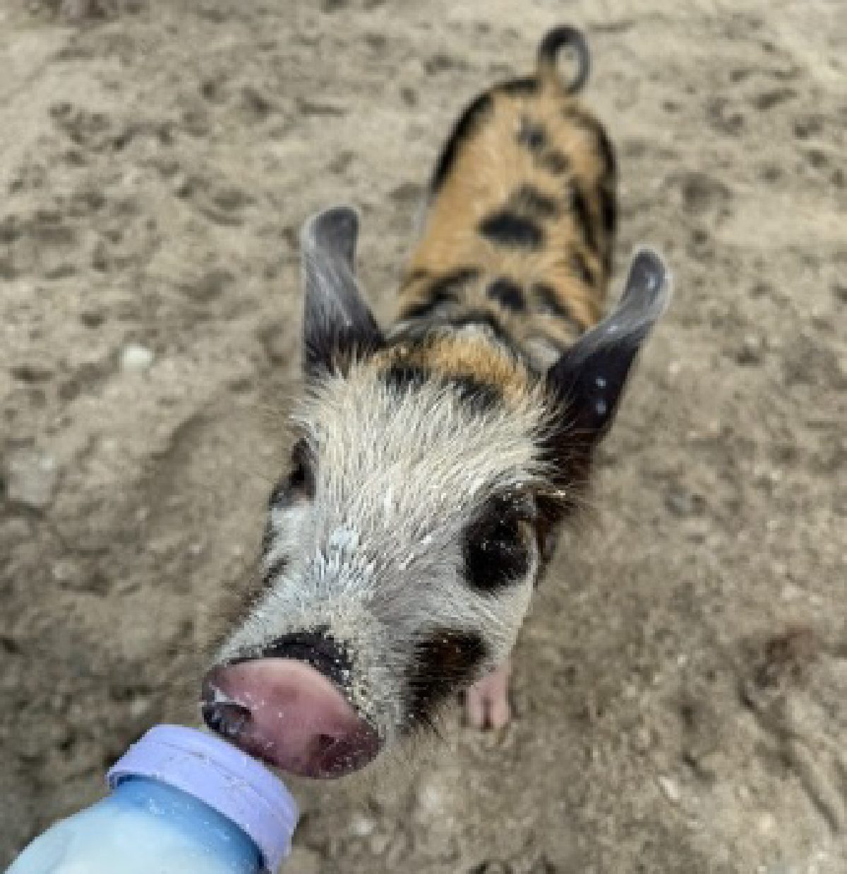 pigfeed